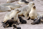 NZ sea lion ID 102012.jpg